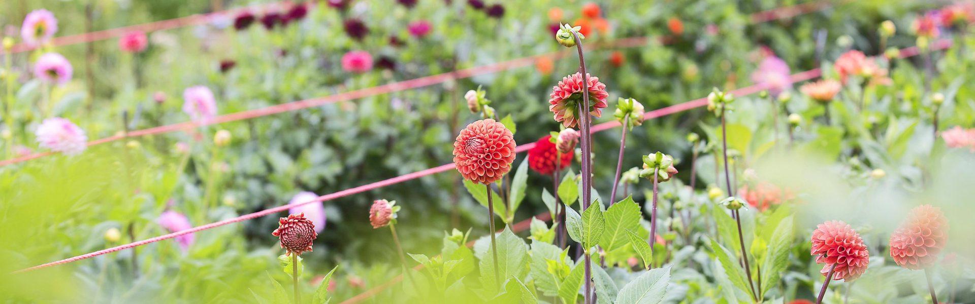 Just look at these exciting new ventures opening up in the Chilterns!