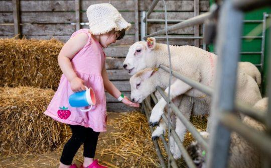 Tourist Trail - summer images - TT feeding sheep