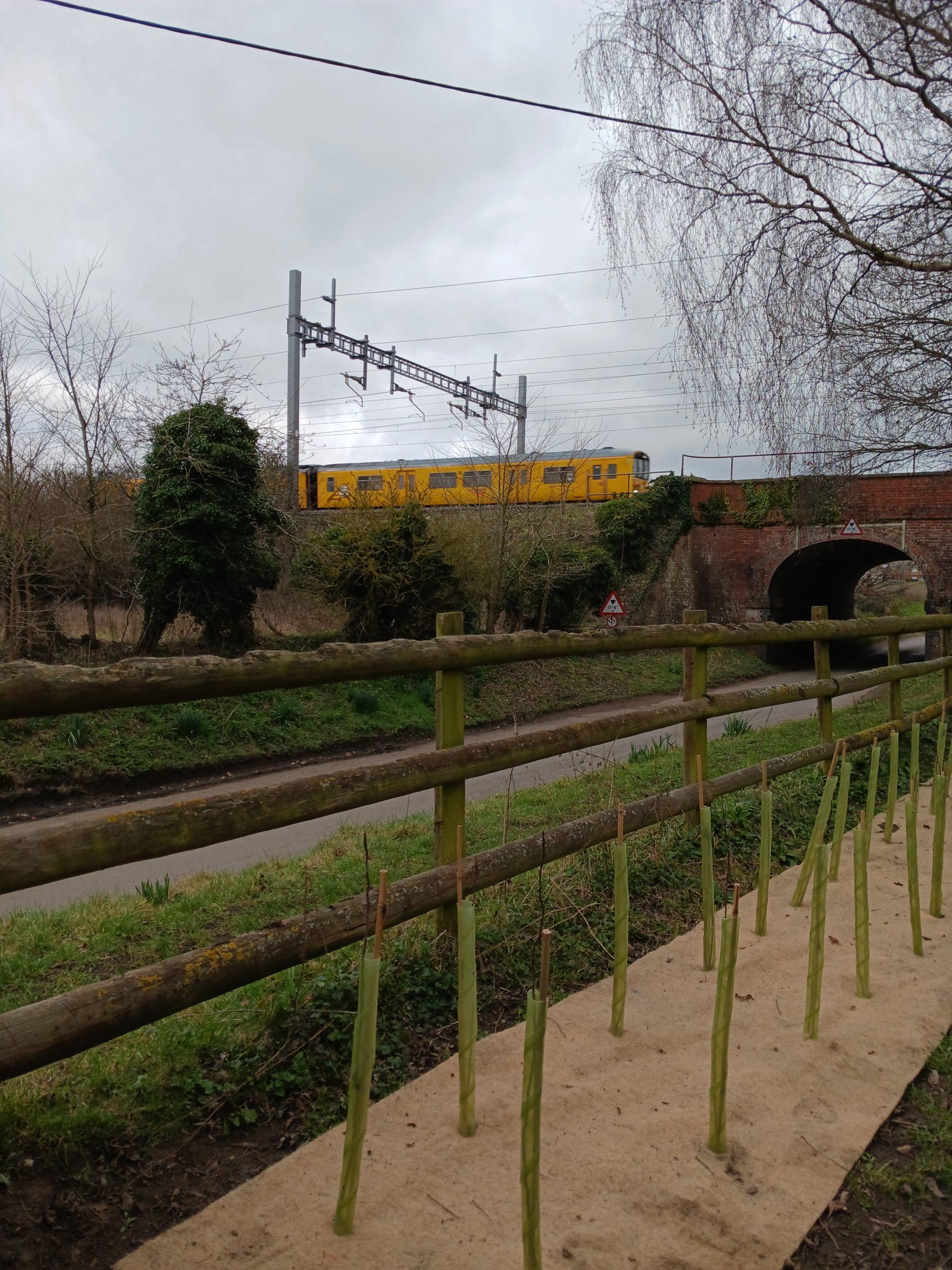 Rows of tree saplings which have been recently planted, in front of a railway line grantries with a train passing in the background