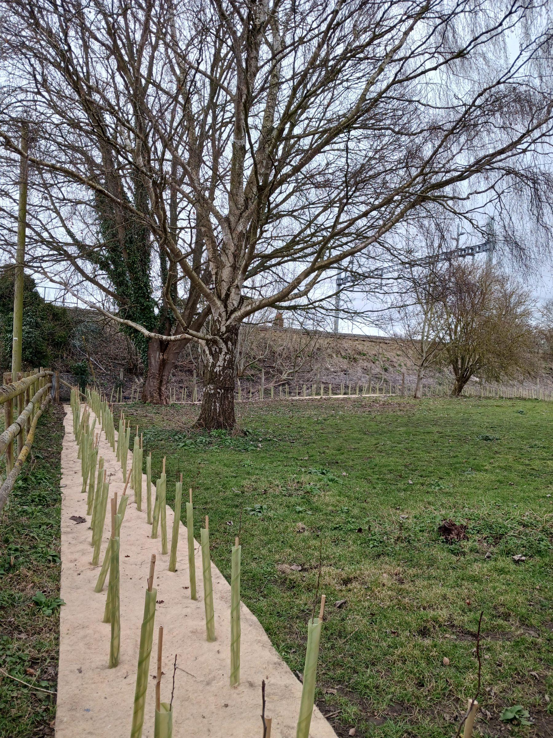 rows of recently planted tree saplings in a field with a large tree in the background