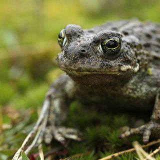 Chilterns Conservation Board responds to the latest State of Nature report.