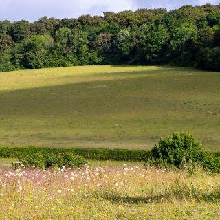 Have your say: draft Chilterns Nature Recovery Plan consultation