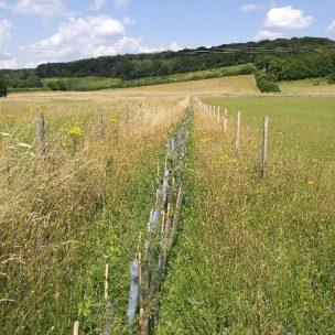 New hedgerow planting