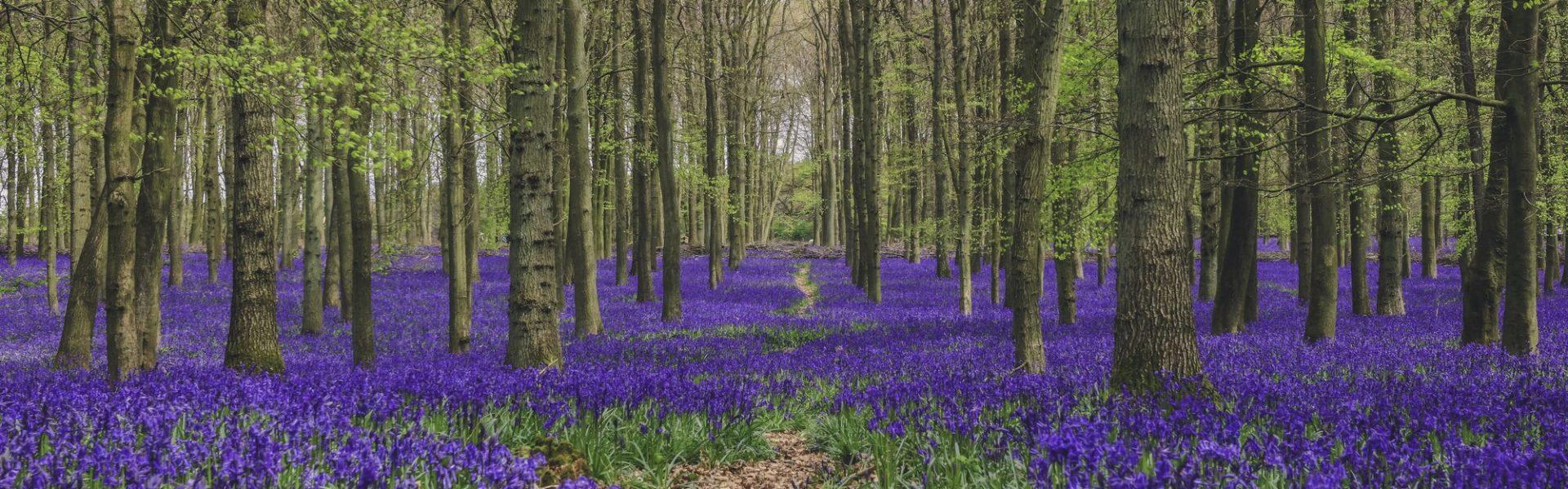 New treescapes guidance hub