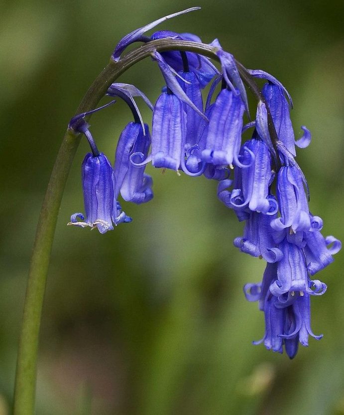 Photo of a native bluebell stem with 10 dark purple flowers drooping towards the ground.