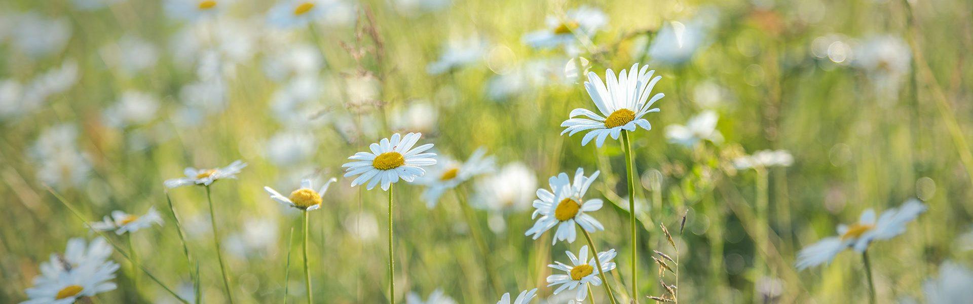 An update on our management plan