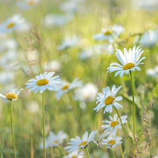 Chilterns management plan consultation now open