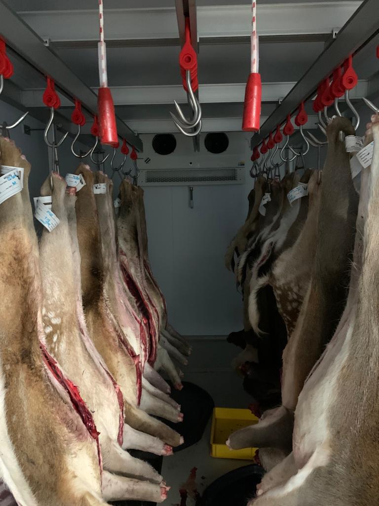 Photo of deer carcasses hanging in a chiller