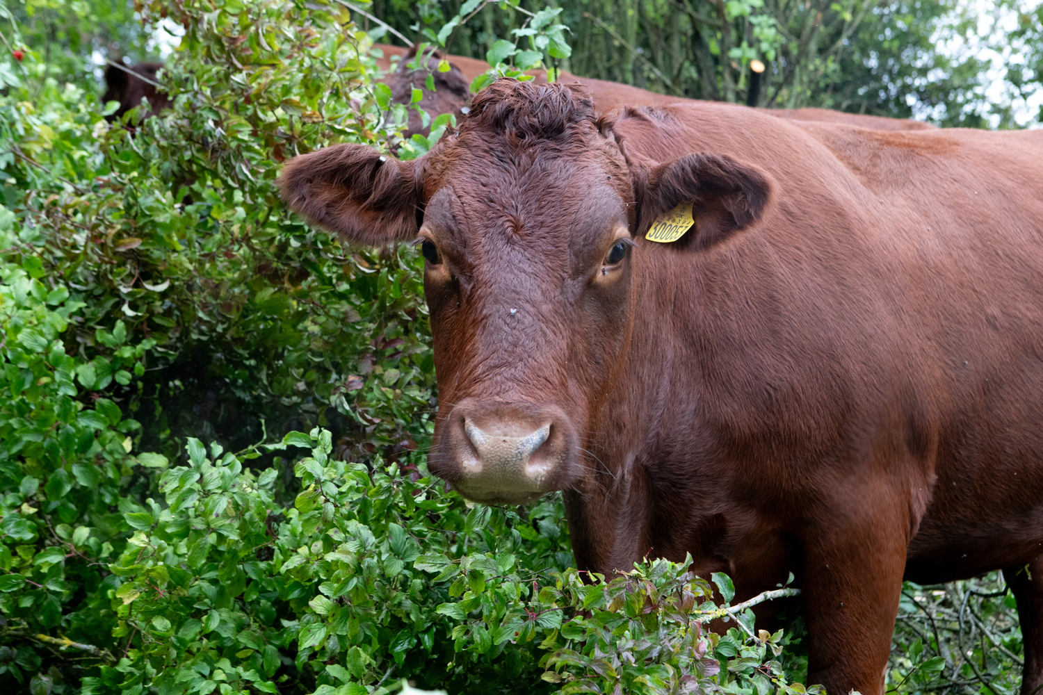 Photo of a dark brown/red cow