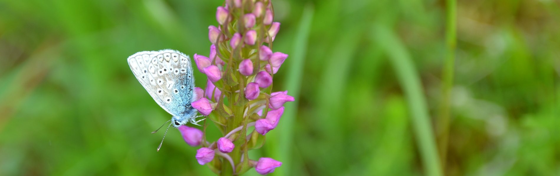 Butterflies of the Chilterns