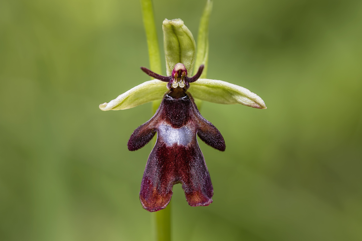 A red and black orchid with green leaves.