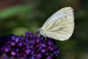A yellow-white butterfly sitting on purple flowers.