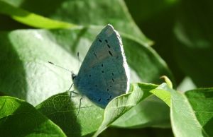 A pale blue butterfly sitting on a large green leaf. 