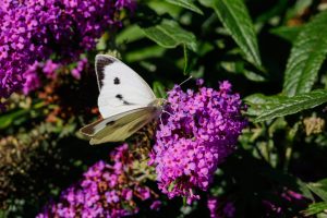 A white butterfly with black spots sitting on small purple flowers.