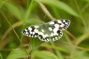 A black-and-white spotted butterfly on a green leaf.