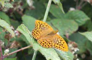 An orange butterfly with brown spots sitting on a large green leaf.