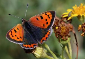 An orange and black butterfly sitting on a yellow flower.
