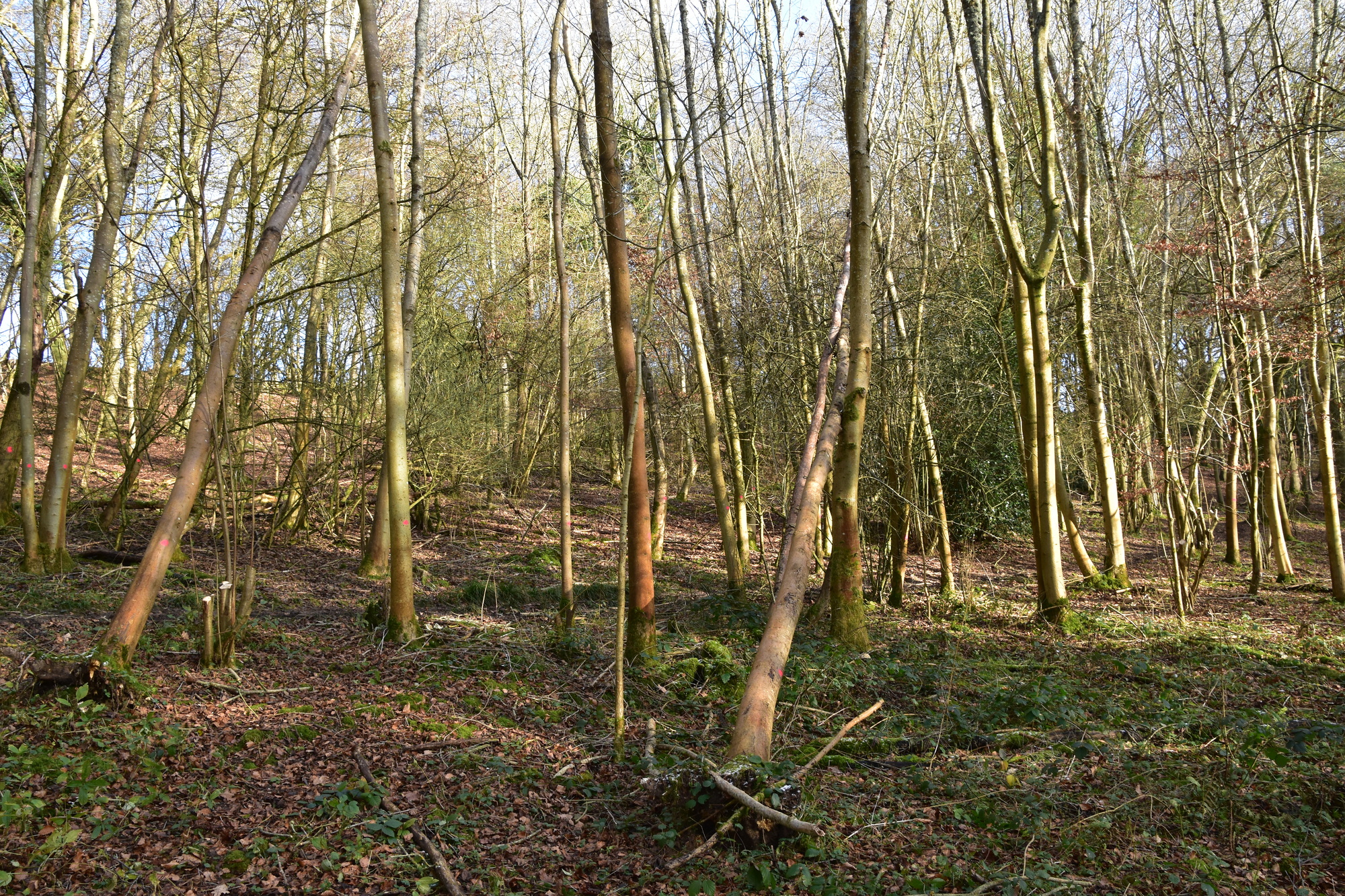 Image of a woodland with fallen trees.