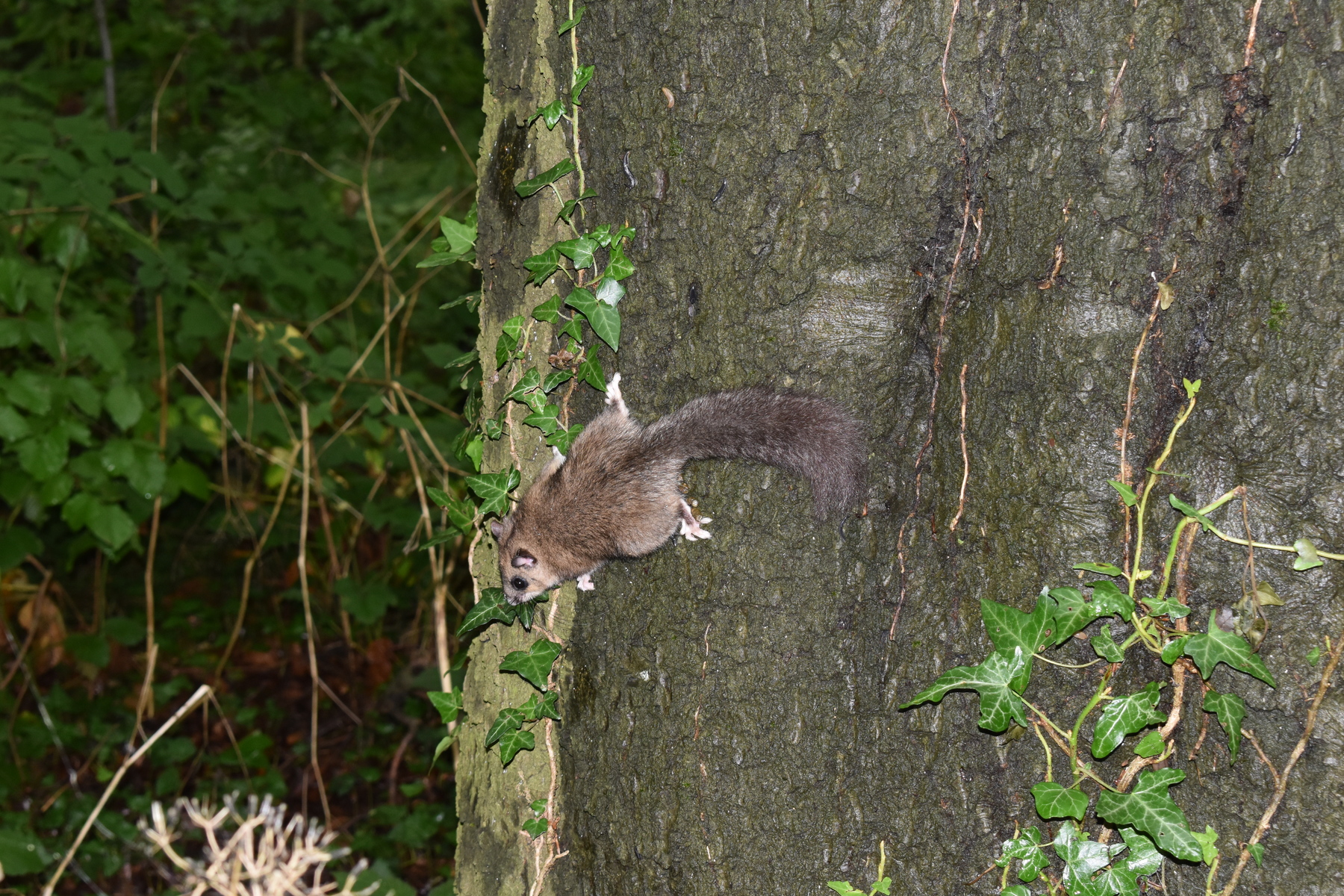 Glis glis on a tree