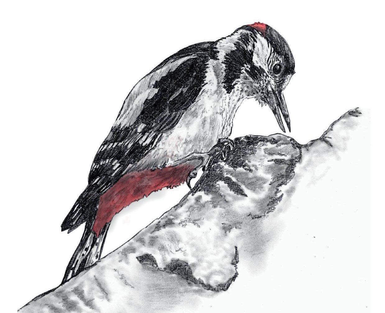 6_Great-Spotted-Woodpecker-page-001