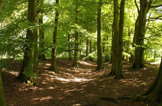 Grims-Ditch-Great-Hampden-Jun19-SJohansen-5-scaled