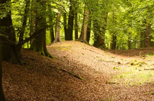 Grims-Ditch-Walters-Ash-Jun19-SJohansen-2-scaled