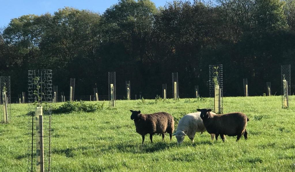 Chess valley farmer wins conservation award