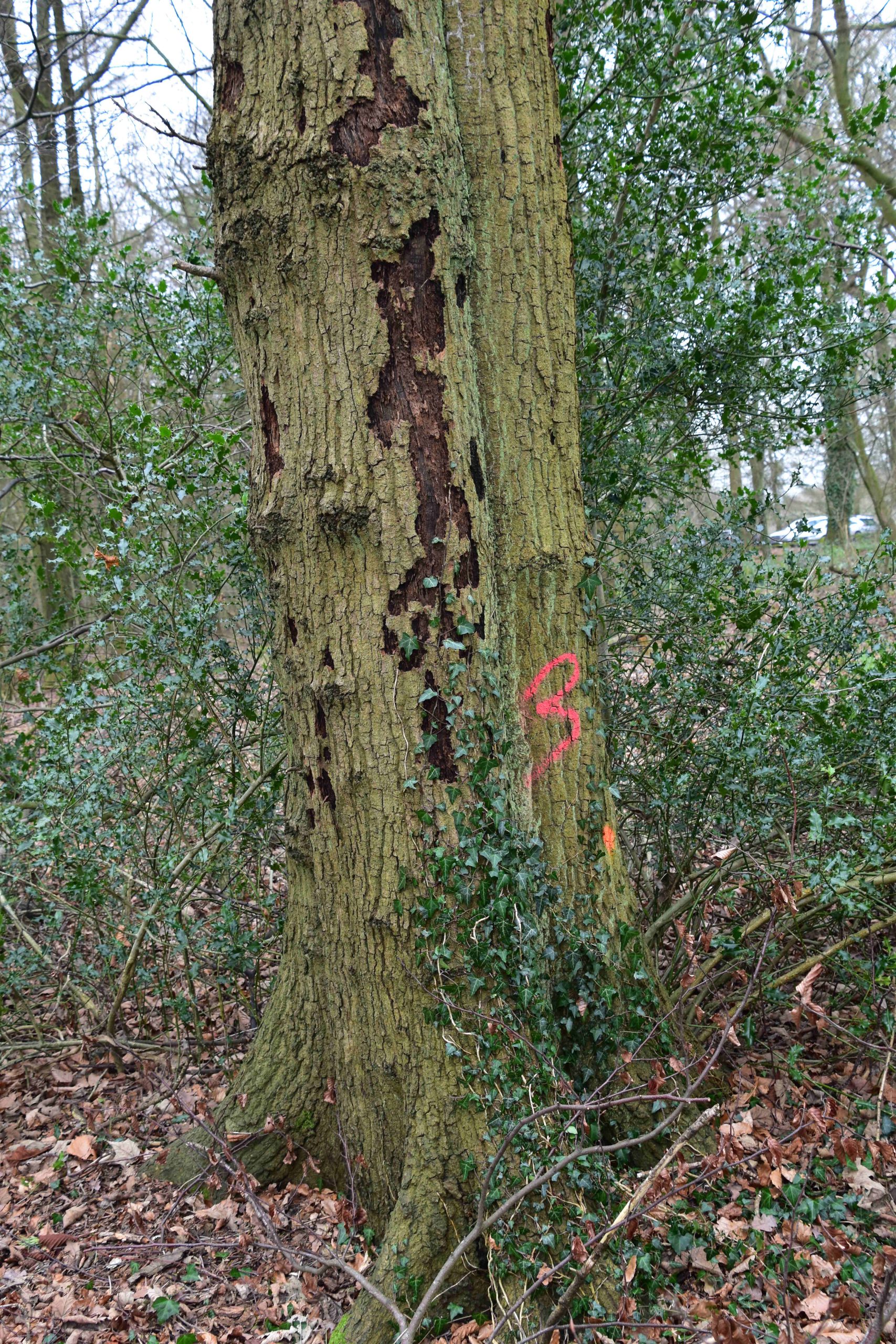 A tree with a red painted 3 on the trunk.