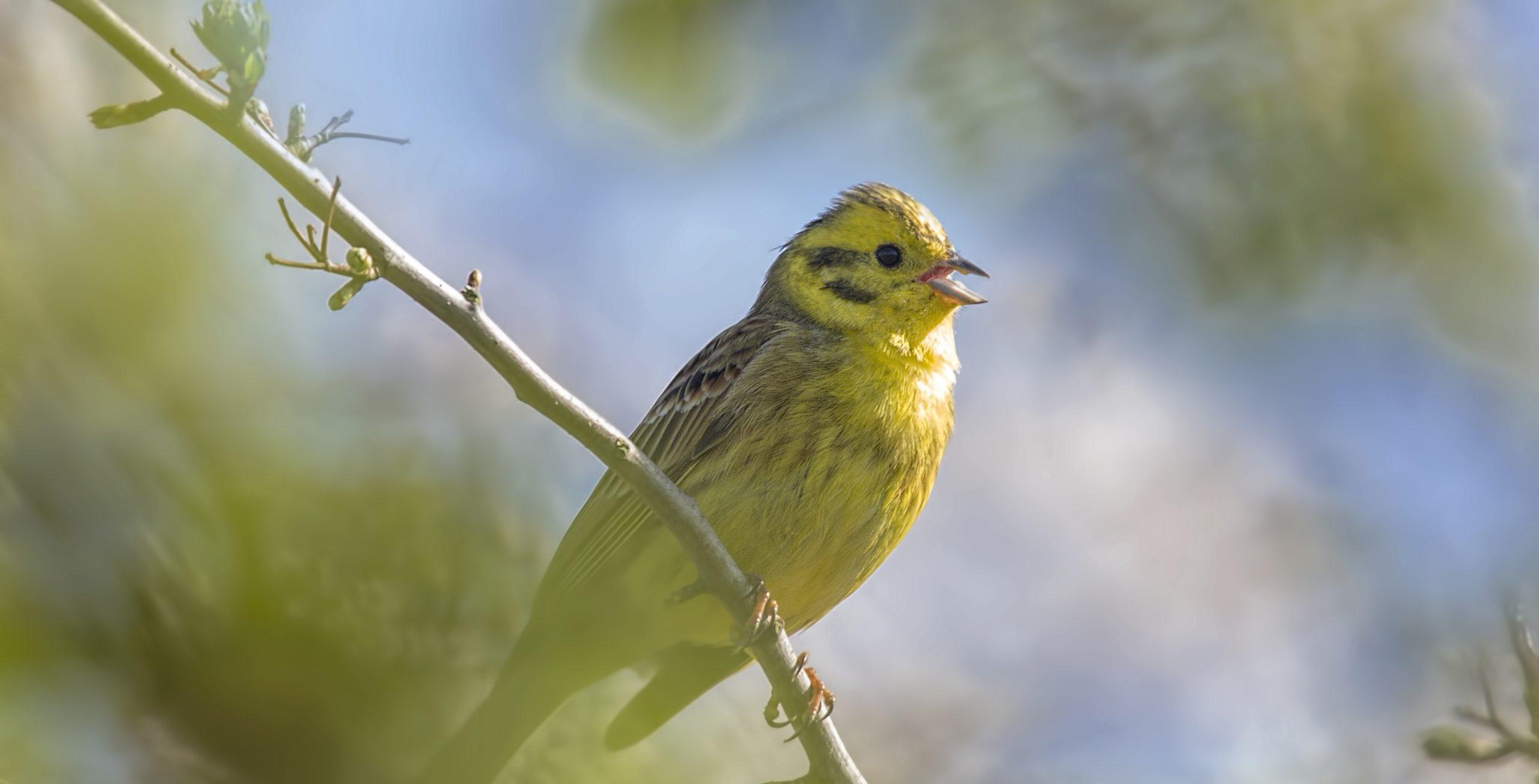 Tracking the Impact - results from our bird surveys
