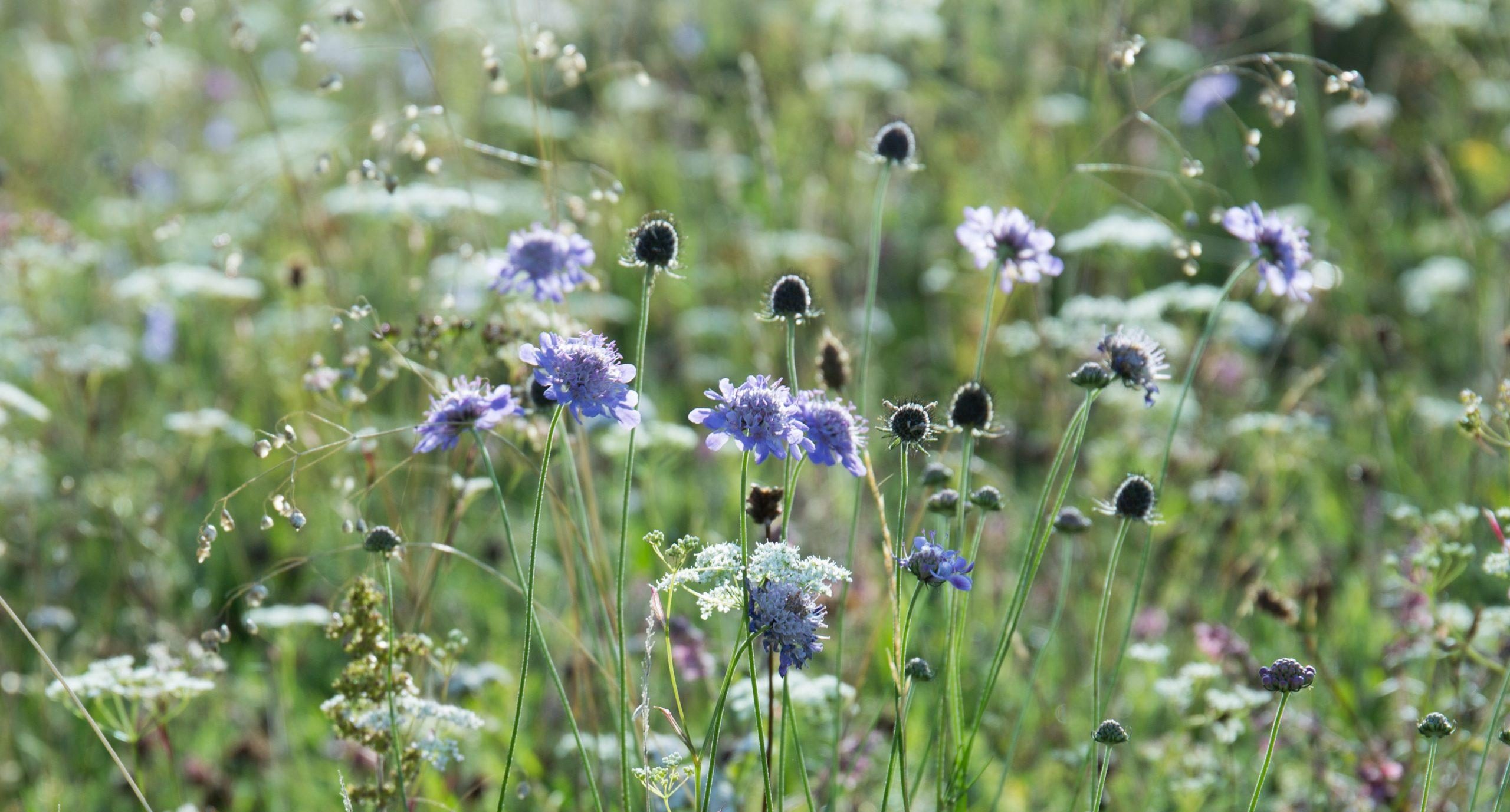 Tracking the Impact - results from our plant surveys