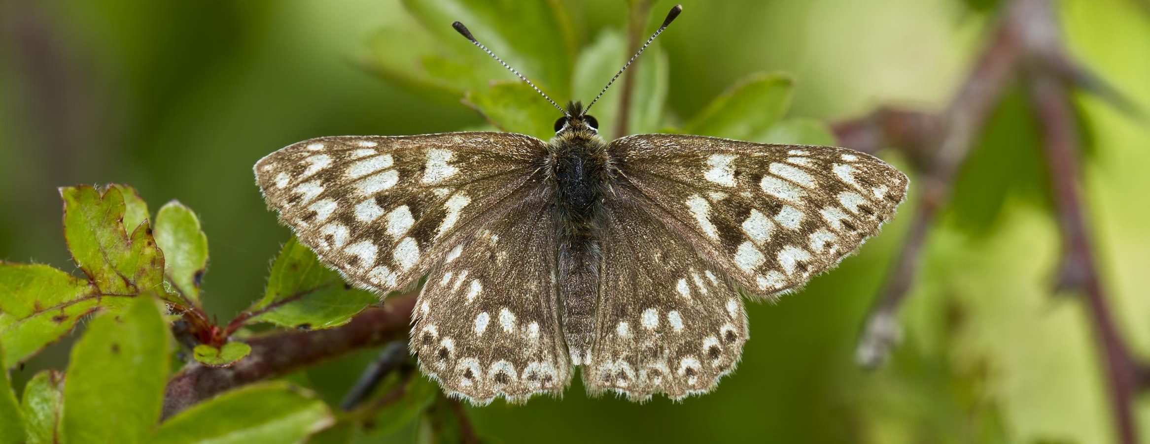 Tracking the Impact - results from our butterfly surveys