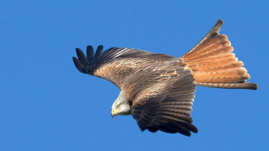 Red kites: avoiding conflict in our gardens