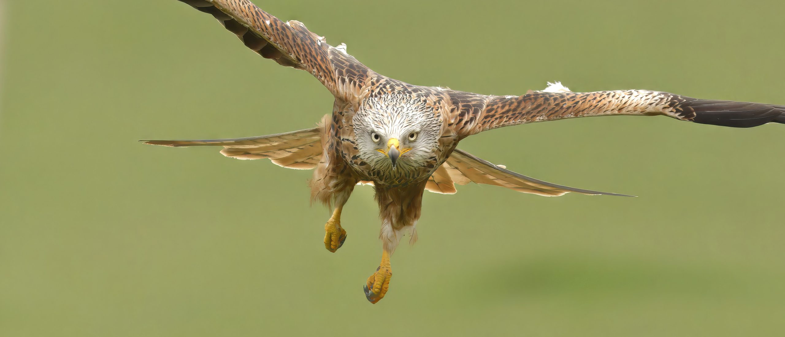 A red kite flying towards the camera.