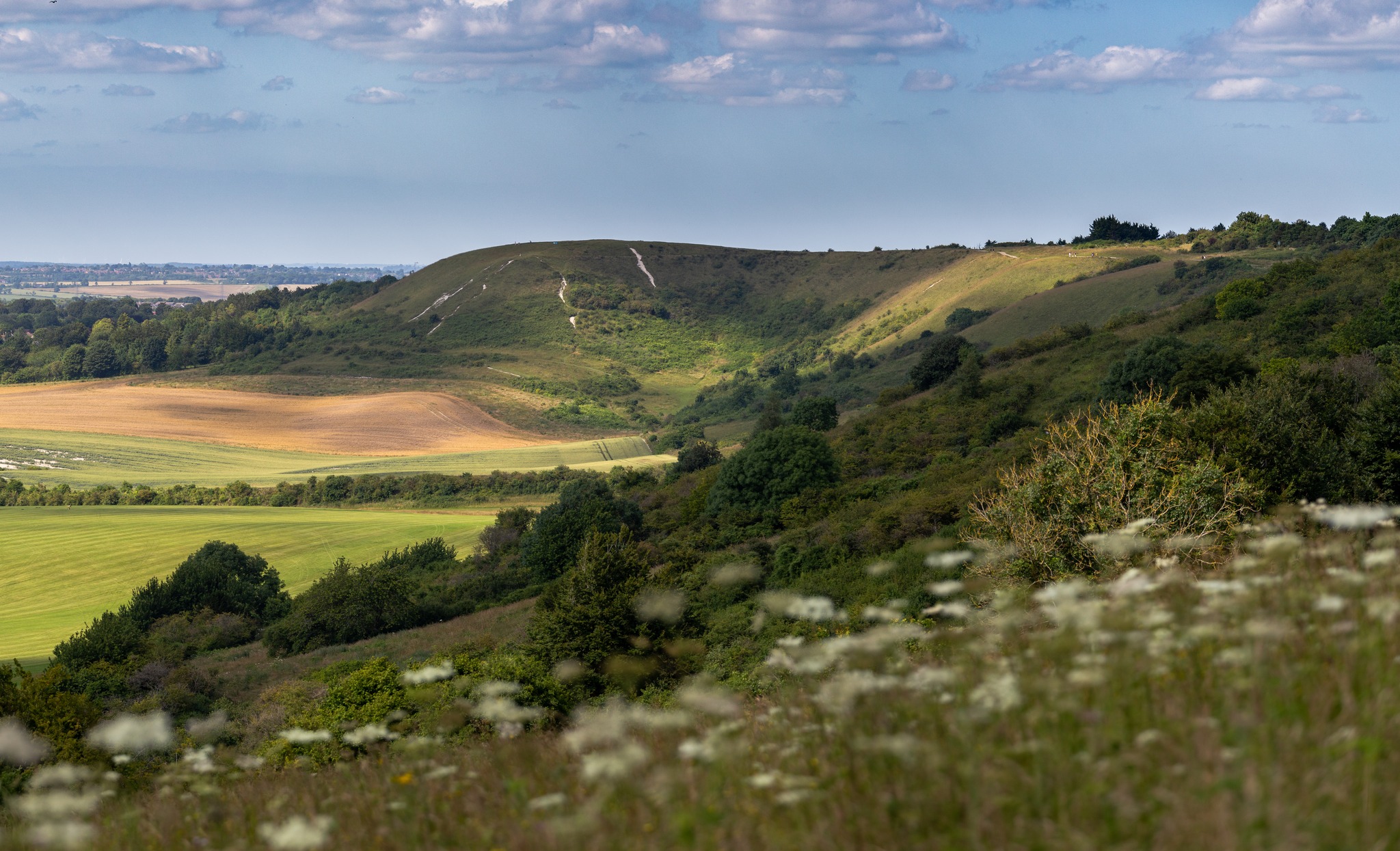 cwf_dunstable_downs_Media_image_NT