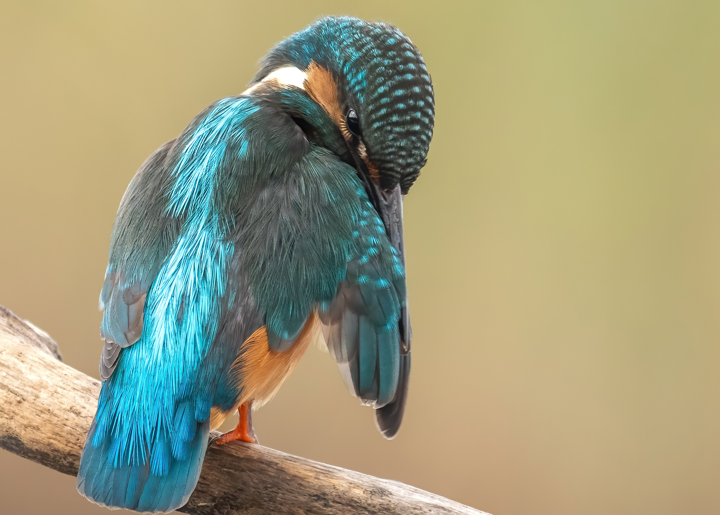 Kingfisher resize