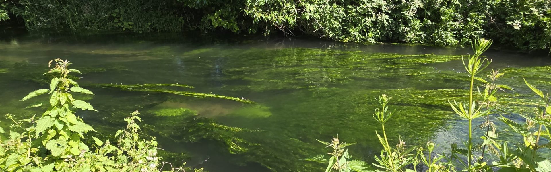 Not Bourne Yesterday: Chalk Stream Communities of the Chilterns