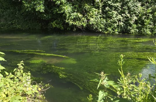 Not Bourne Yesterday: Chalk Stream Communities of the Chilterns