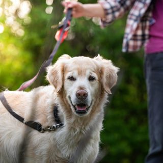 Keep your dog safe around livestock this spring
