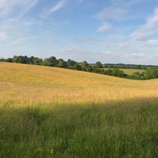 An update on our new management plan