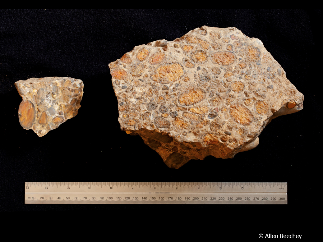 Fragments of Hertfordshire Puddingstone quern (Allen Beechey)
