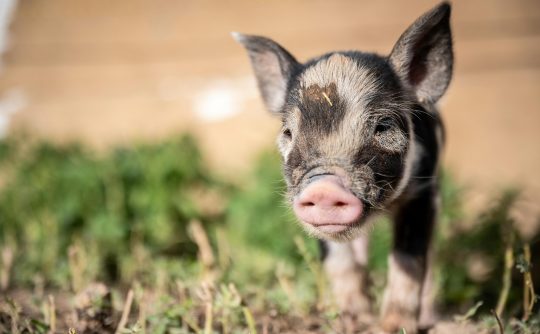 pexels-brett-sayles-4839380