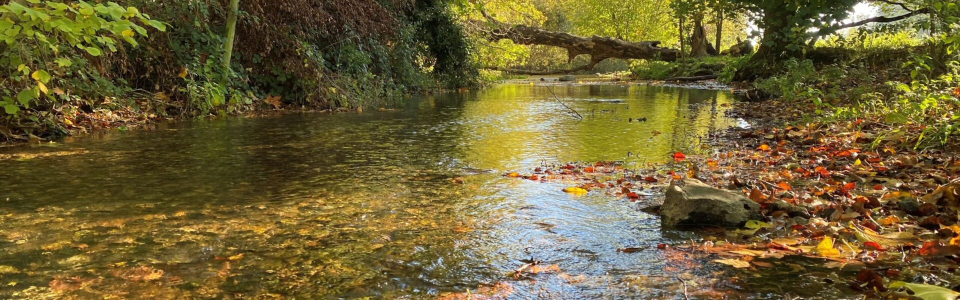 Chilterns Chalk Streams Project set to 'Mend the Misbourne'