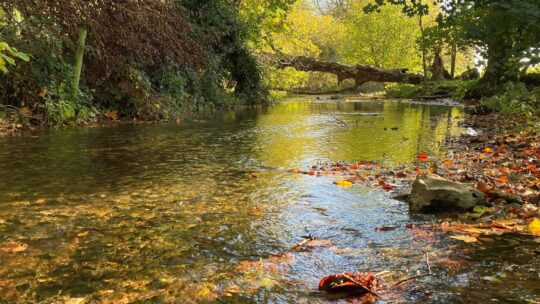 Chilterns Chalk Streams Project set to 'Mend the Misbourne'