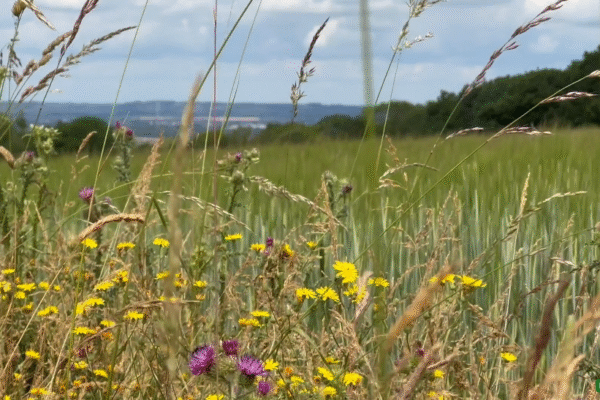 website flowers still kitty logan