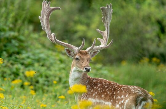 bob-brewer-Fallow-unsplash