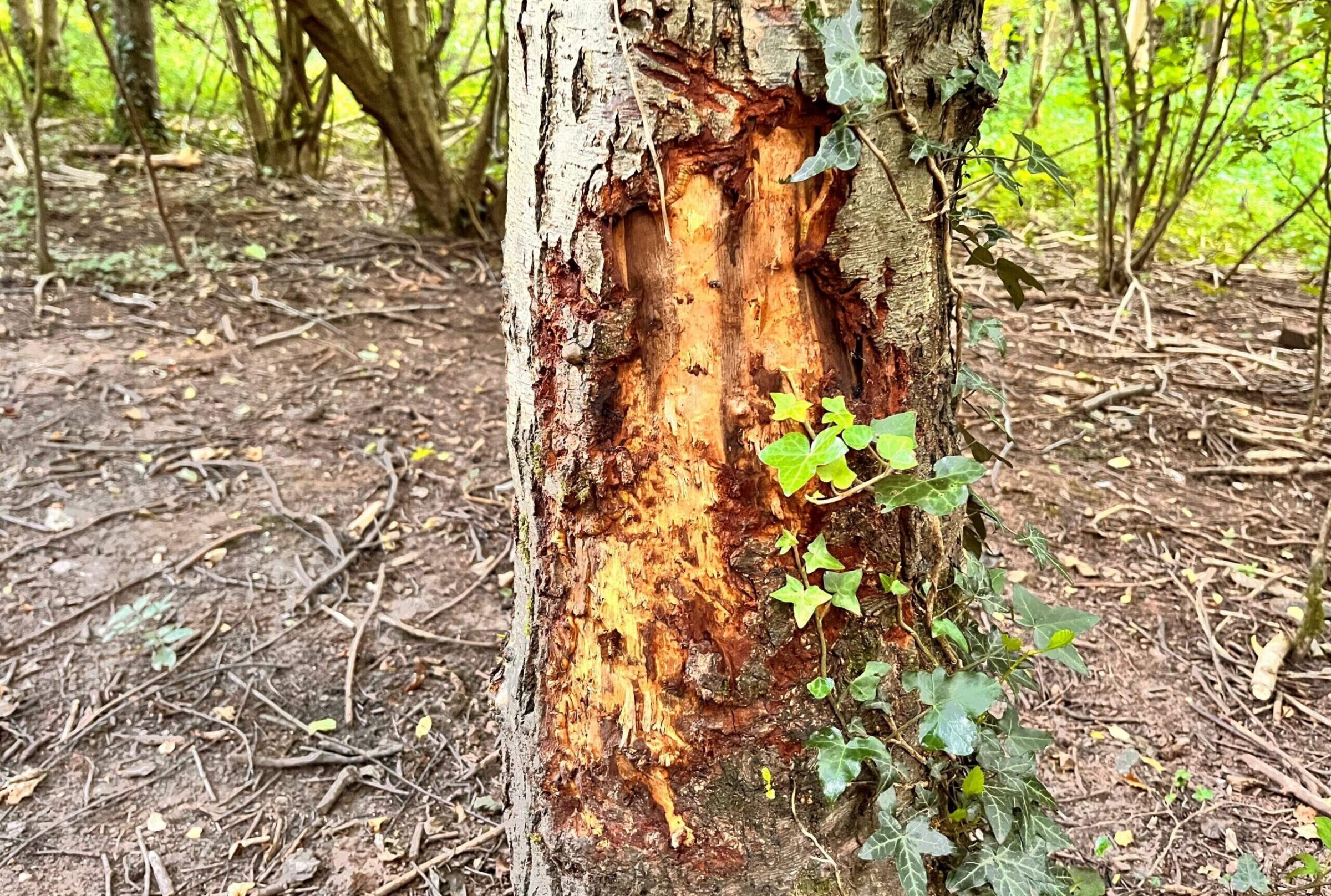 Photo of a tree trunk with deer damage – large sections of bark removed, exposing the inner sections. Ivy grows up the trunk.