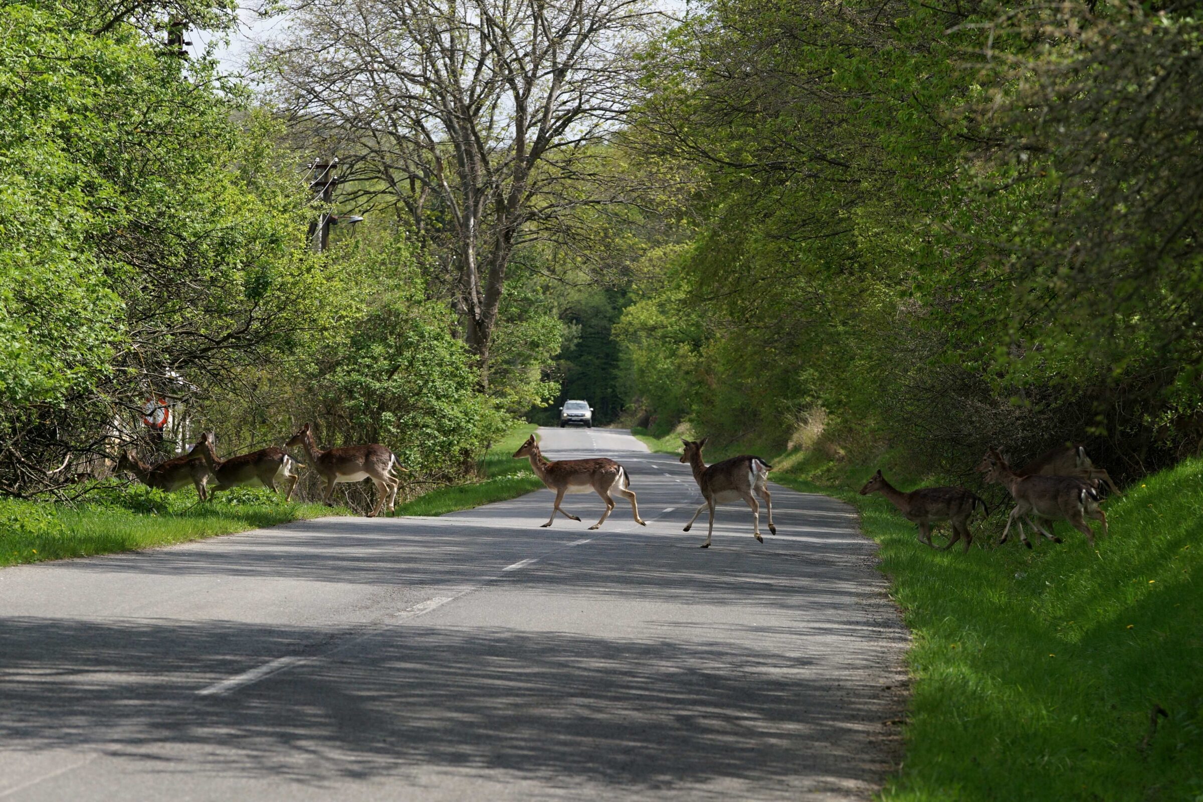 A herd of fallow deer cross a road. A car can be seen in the background.